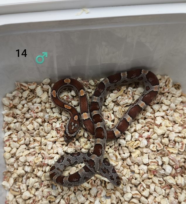 Węże wąż zbożowy Classic