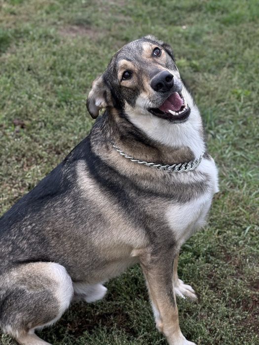 Велика собака з притулку