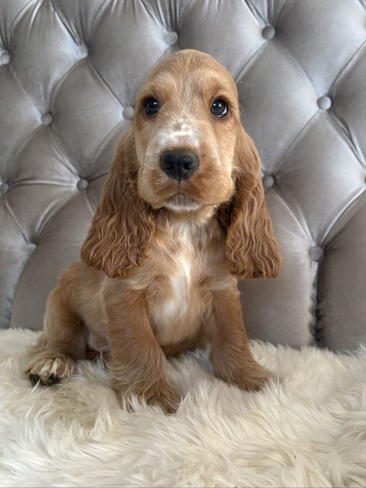Piesek Cocker Spaniel Angielski