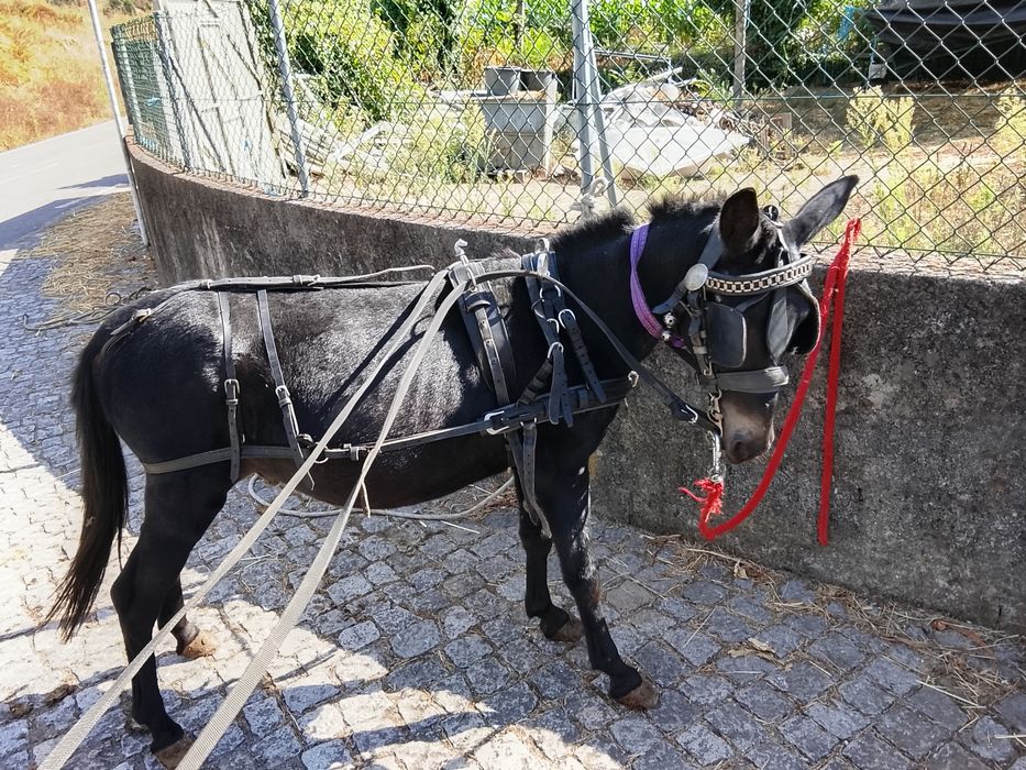 Machinho para venda