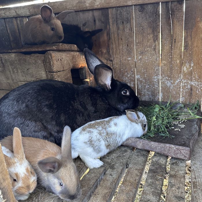 Кролики різного віку живі