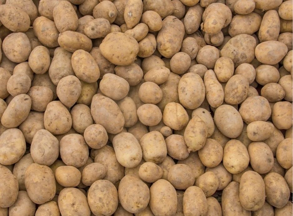 Ziemniaki Tajfun