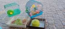 Gaiolas como novas de hamsters