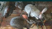 Coelhos Para vender