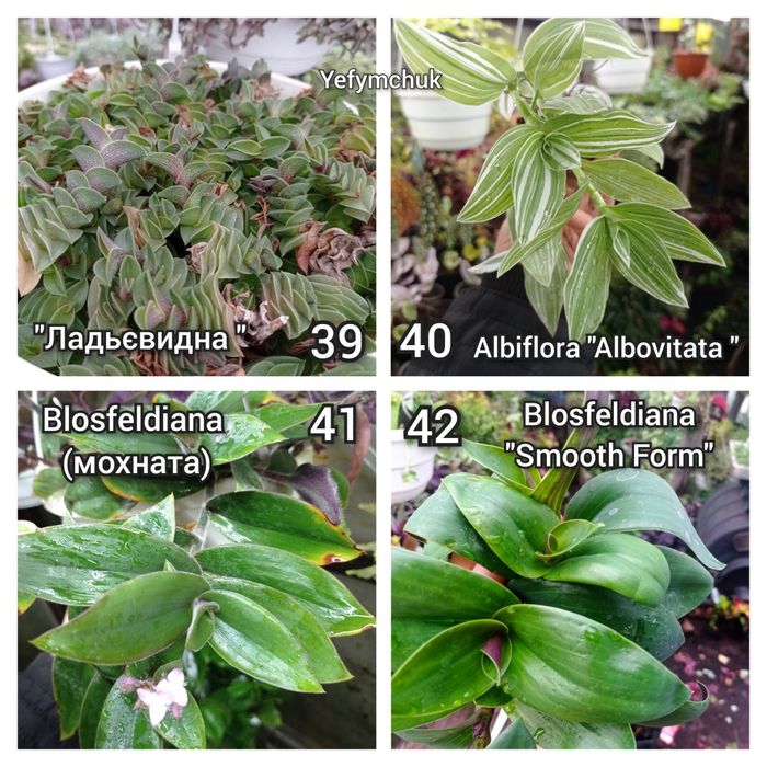 Традесканція частина 2