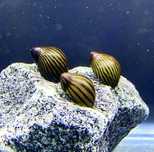 Neritina zebra Ślimak neretina zebra