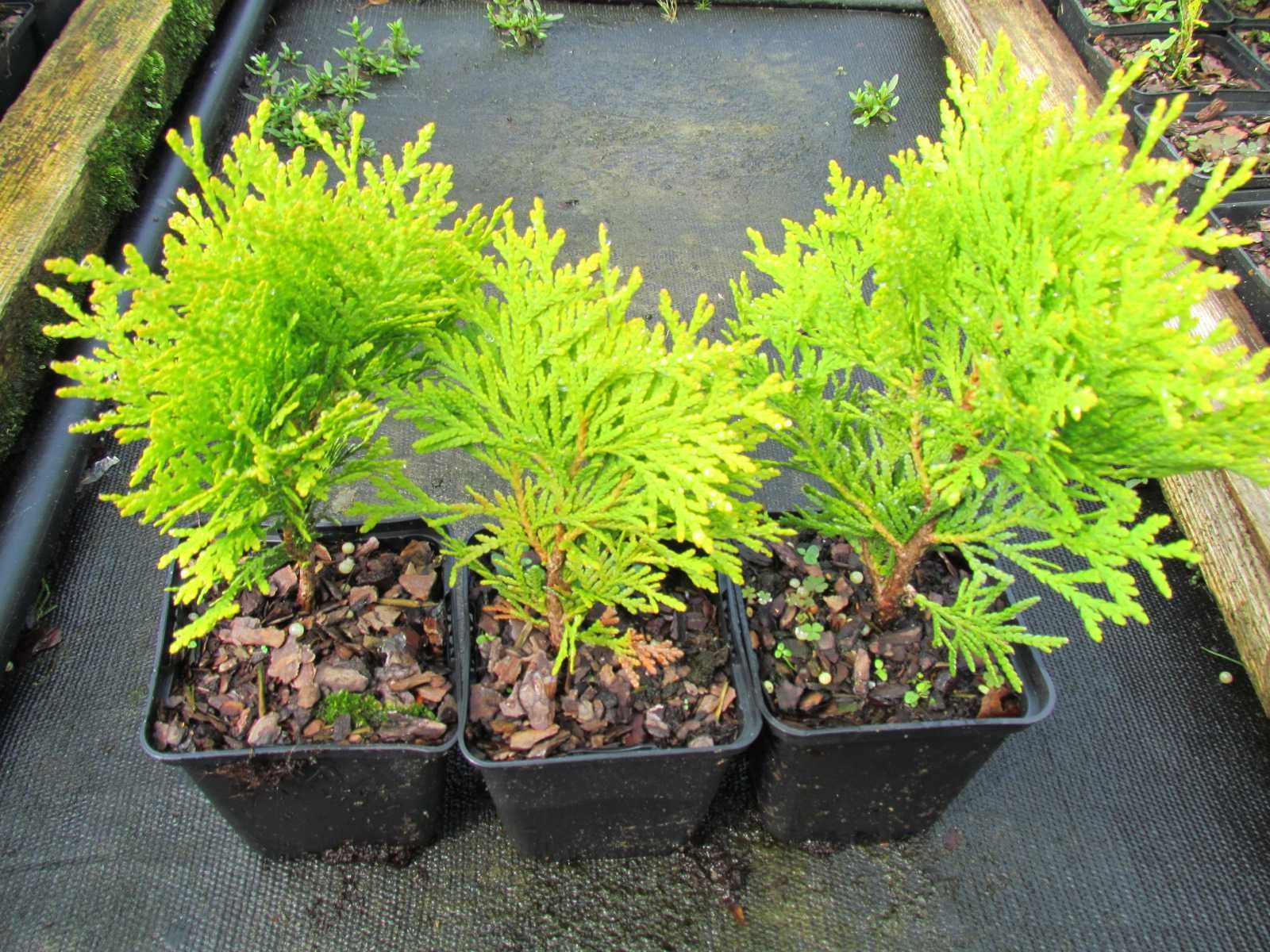 Thuja Tuja Danica , Danica Aurea p-9