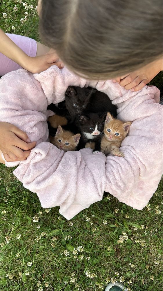 Cudne kocięta do adopcji koty do adopcji