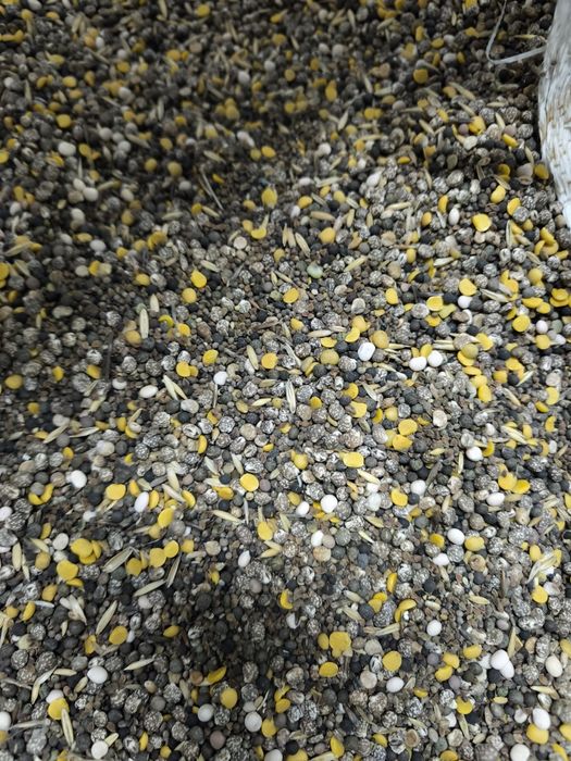 odsiewka, posiew, nasiona z łubiniu, karma dla bażantów