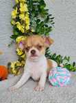 Excecional menina Chihuahua/Chiuaua LinhagemRussa. Qualidad