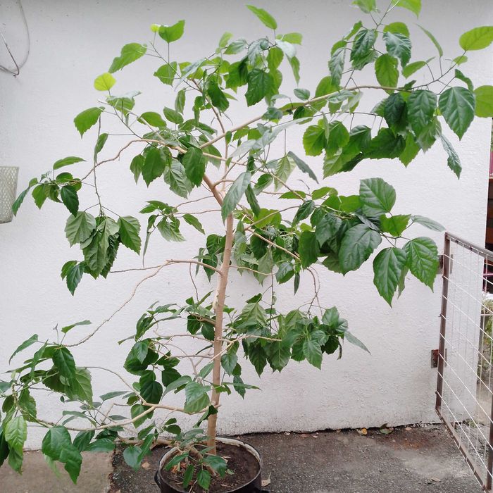 Продам Гібіскус (китайська роза).