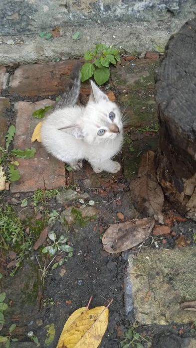 Котик кошеня хто загубив