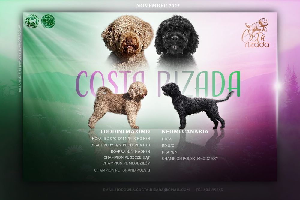 Hiszpański pies dowodny- zapowiedź miotu  ZKwP FCI