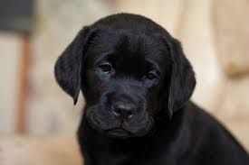 Щенок лабрадора,чёрный окрас,крупный,привит,документы,доставка-питомни