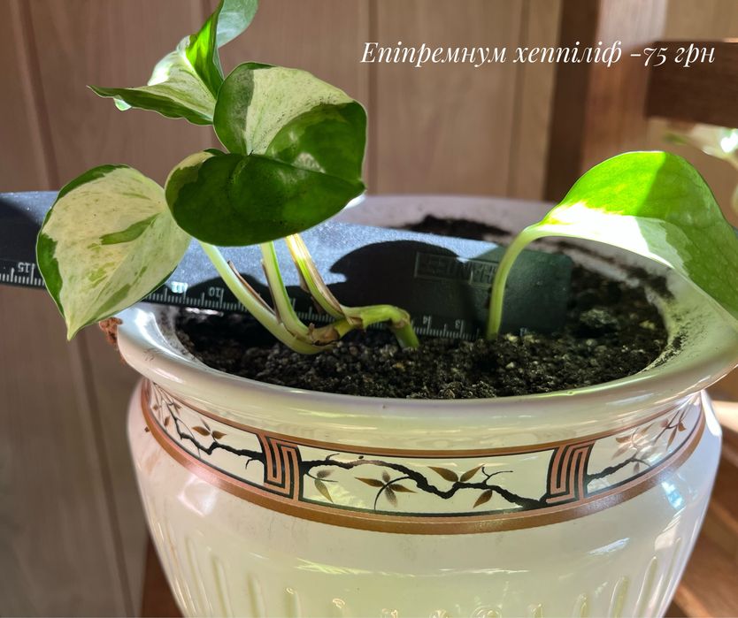 Епіпремнум себу-блю, кардамон, епіпремнум хеппі-ліф