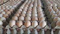 0.36gr Jaja jajo jajka  super ceny Krem wiejskie Rybnik   duże ilości
