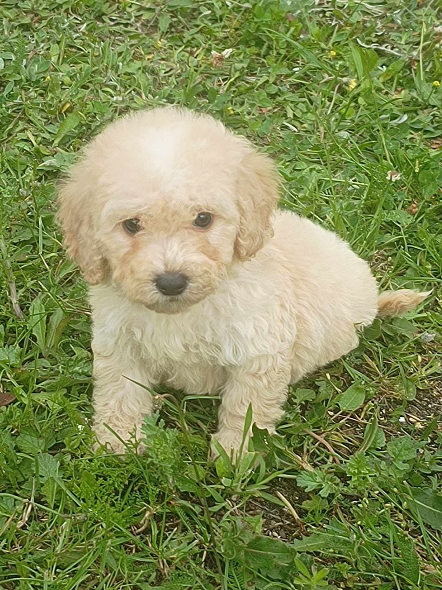 Maltipoo cudowne szczenię