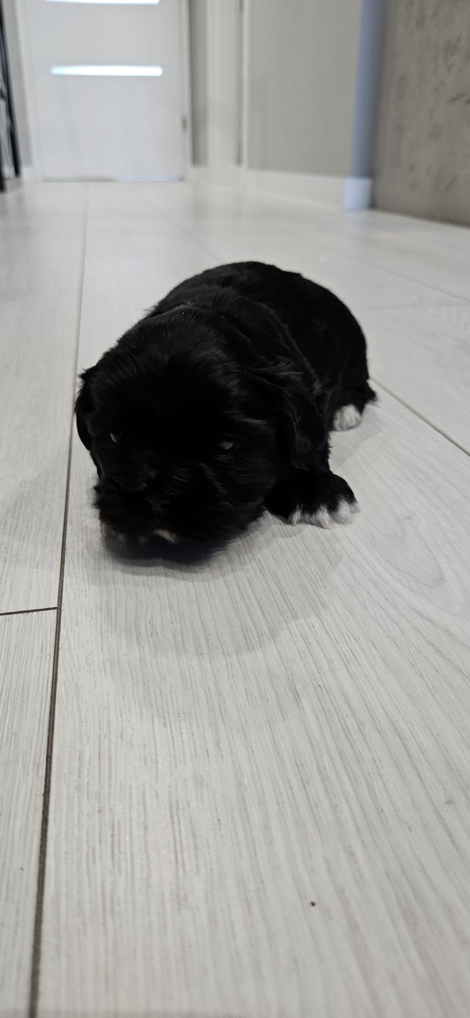 Shih-tzu piesek czarny z białymi łapkami gotowy do odbioru