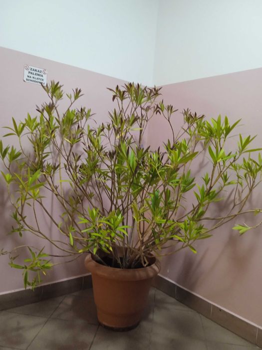 Kwiat Oleander Różowy