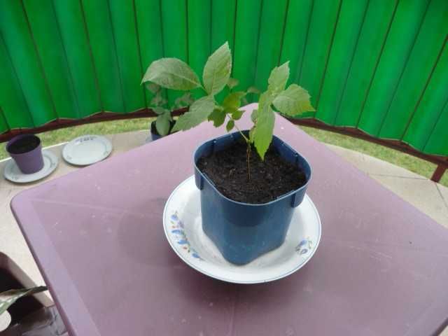 sadzonki orzecha włoskiego w doniczce