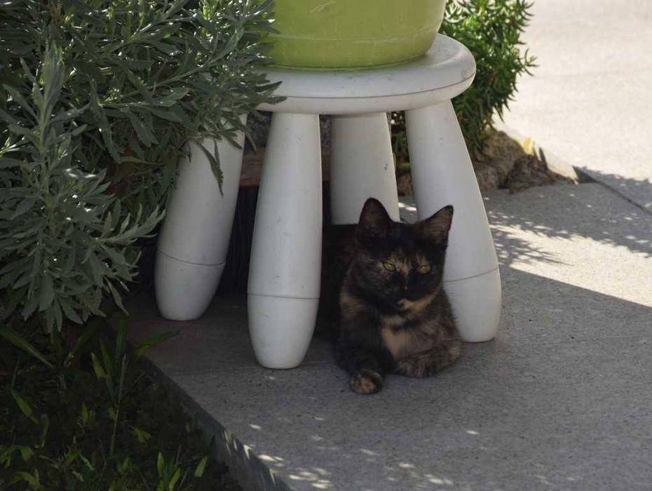 Gatinha para doação responsável