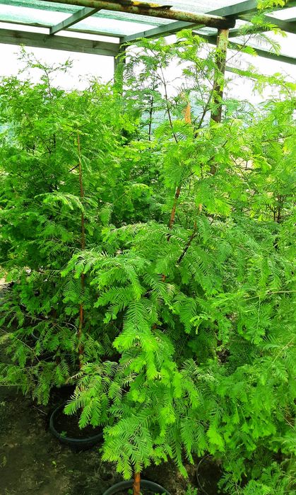 Саджанець метасеквойї продам