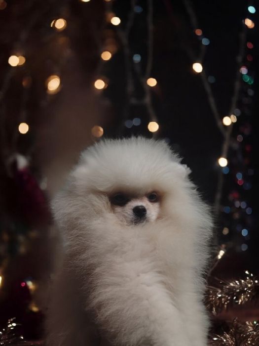 Мамулин львенок померанец