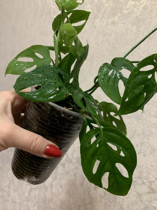 Продам монстеру з кружевним листям