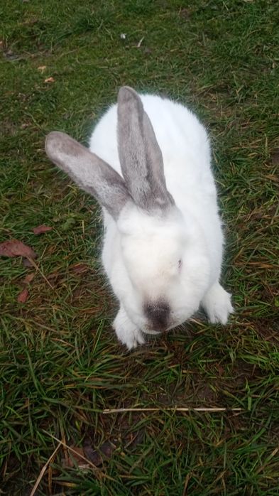 Продам кролів ..