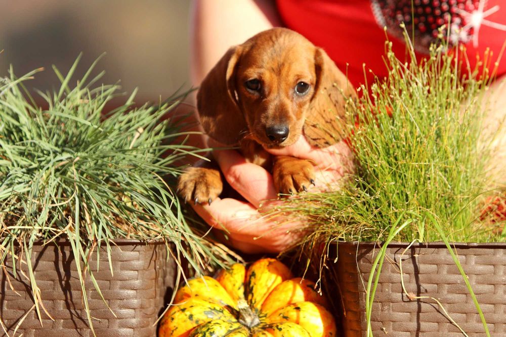 Jamnik króliczy krótkowłosy ZKwP/FCI cudny ALVARRO