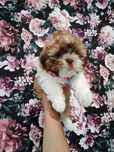Shih tzu (suczka)