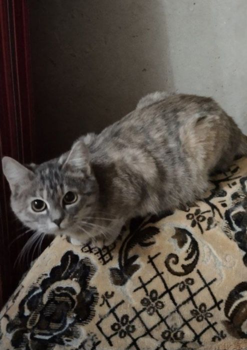 Отдам даром в добрые руки серую полосатую кошечку