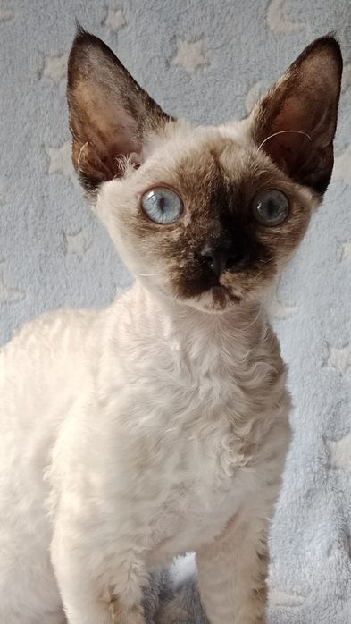 Предлагаем к продаже очаровательную, породную девочку девон-рекс