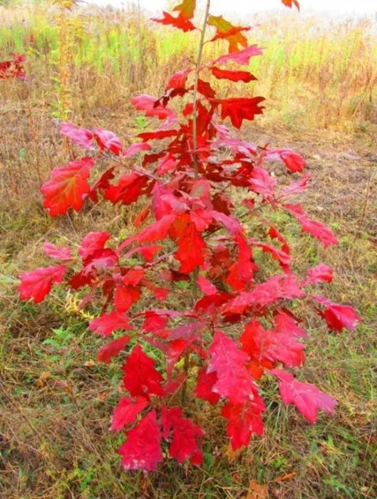 Берёза белоствольная, Бук,Осина,Дуб Красный, Клен, Рябина,Горобина