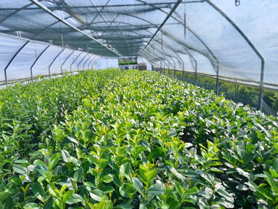 laurowiśnia Łeba TRANSPORT GRATIS