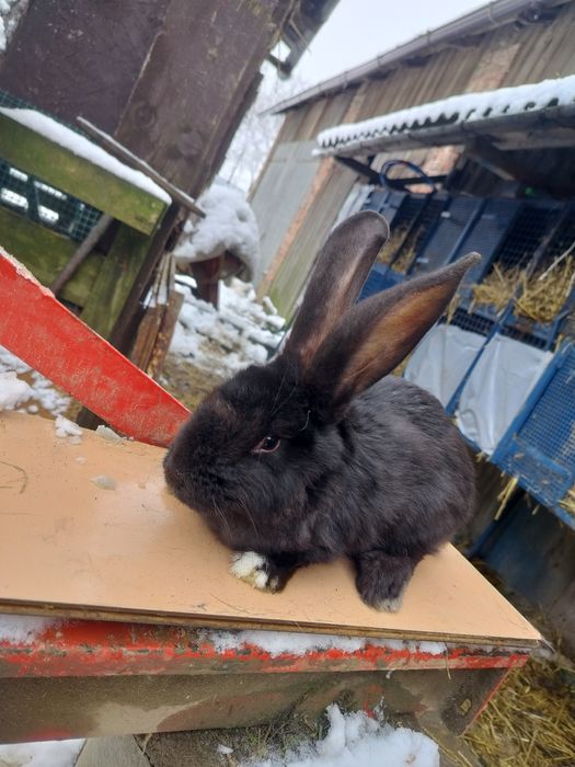 Witam sprzedam samicę Belgiska