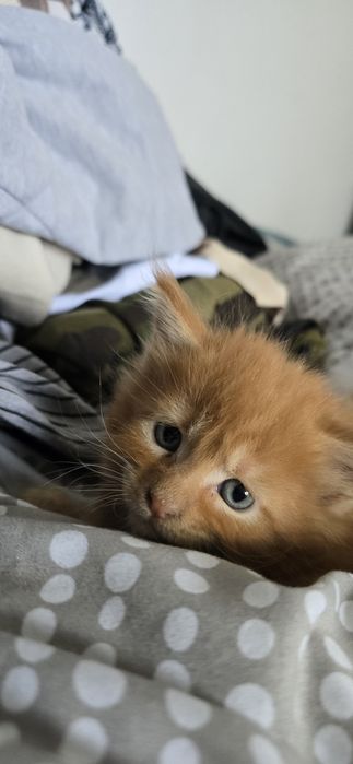 Maine coon kocurek rudy