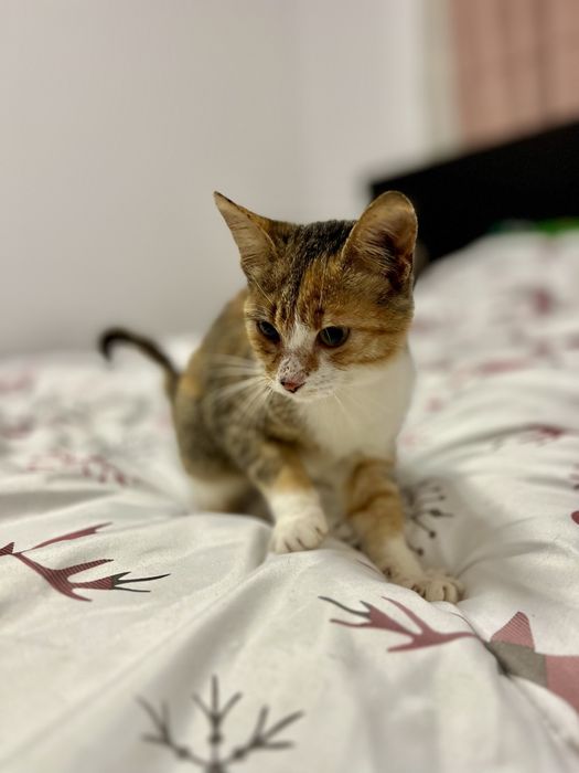 Bambi - mały tulasek szuka swojego człowieka.