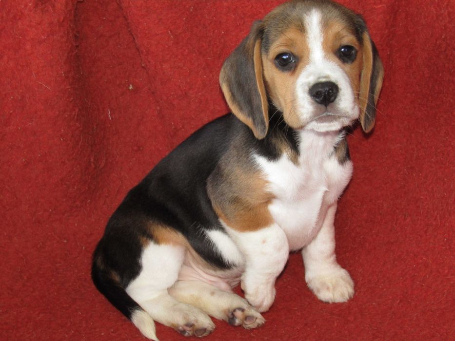 Fêmea Beagle Tricolor com LOP/Pedigree/Afixo