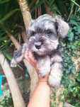 Schnauzer miniatura  fêmea