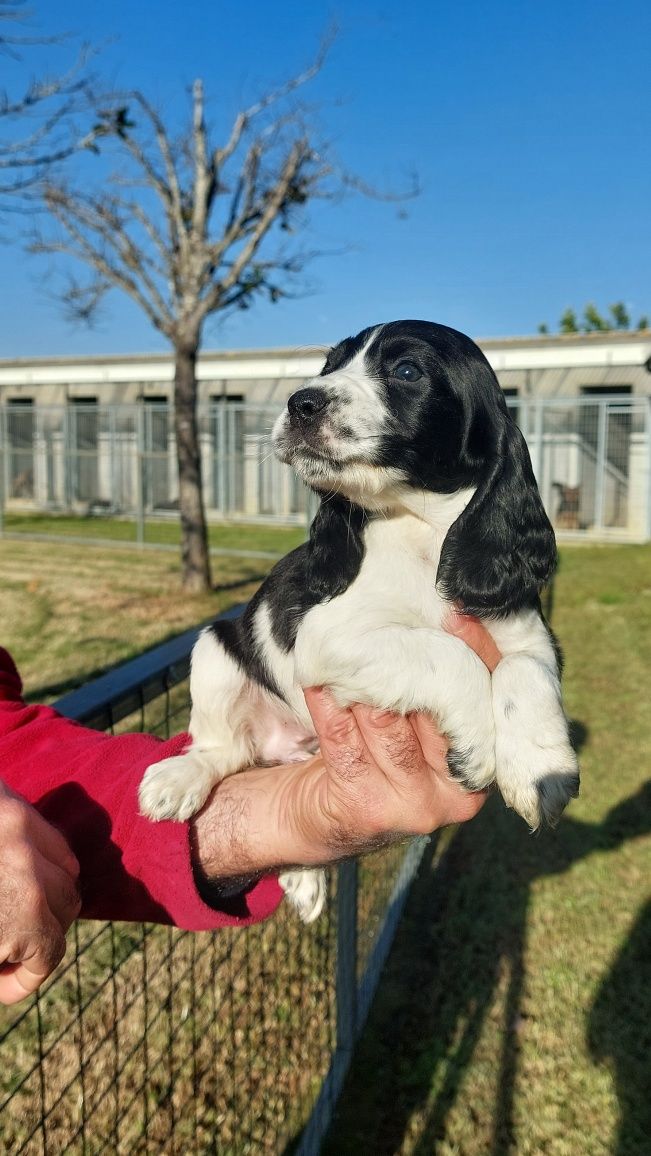 Menina Cocker com LOP-Pedigree