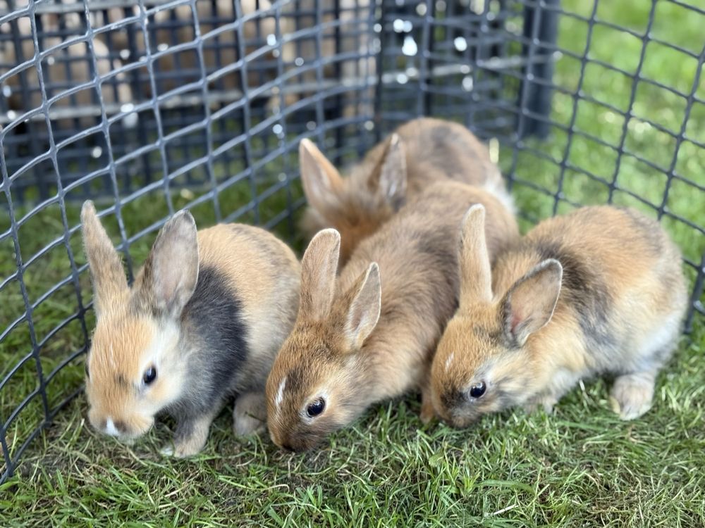 Kroliczki piekne umaszczenie karzeł niderlandzki