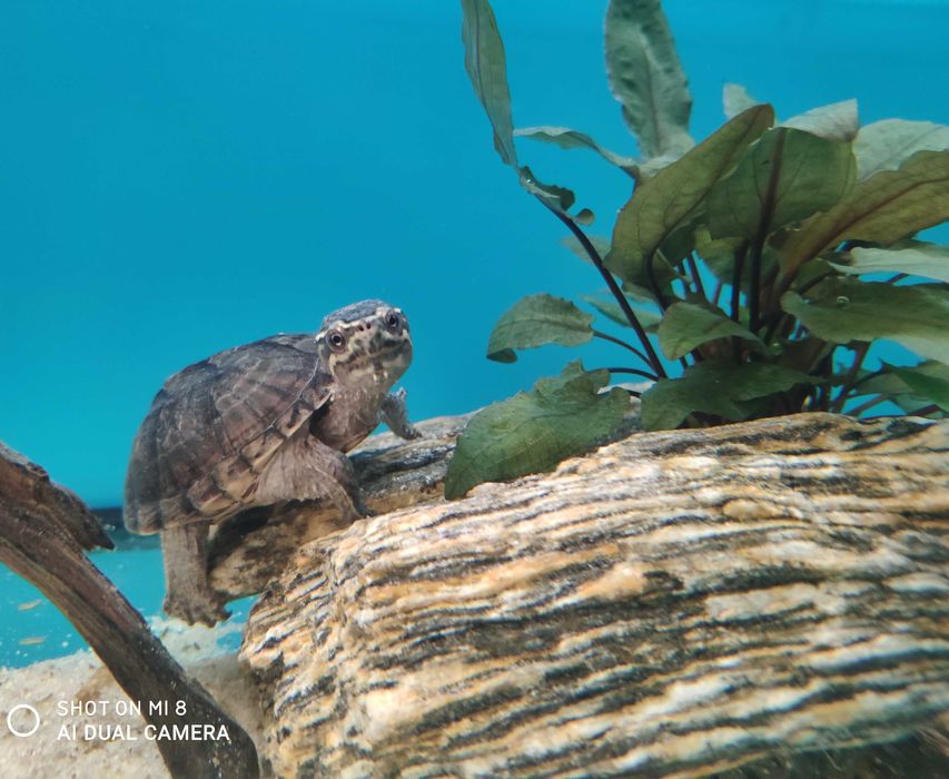 żółw sternotherus odoratus - żółw wonny