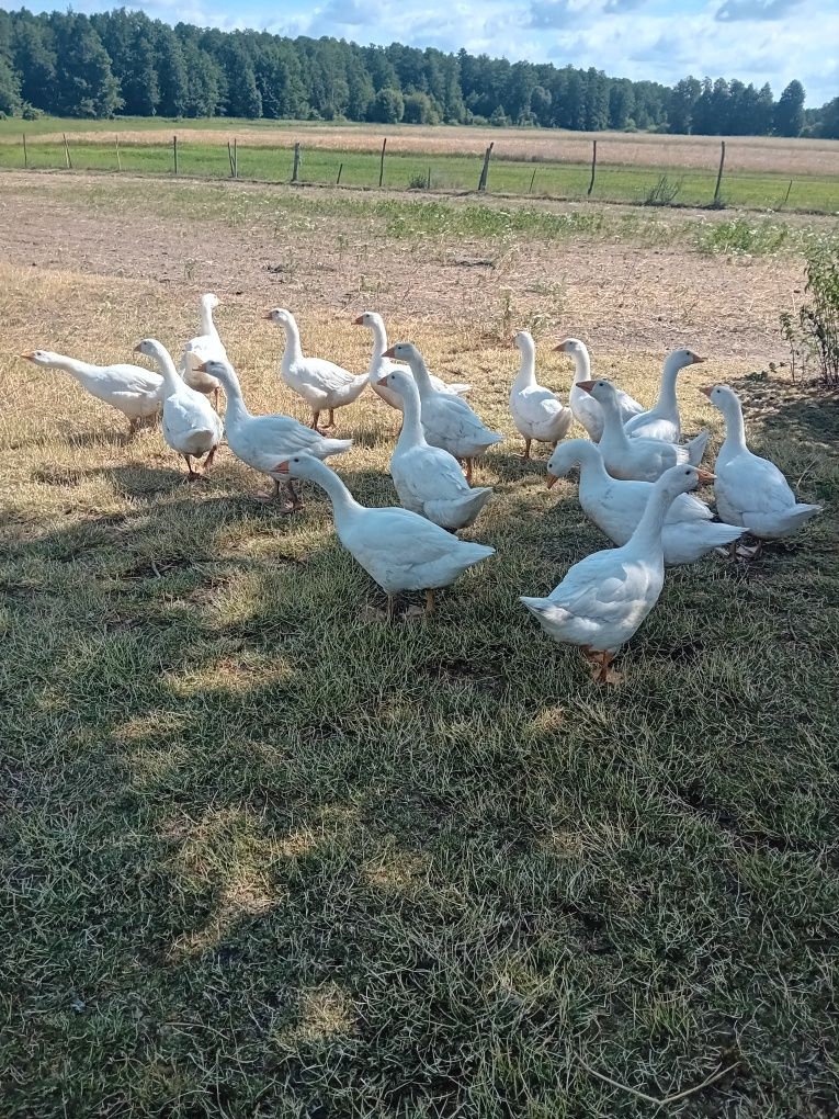Gęsi młode białe 2.5