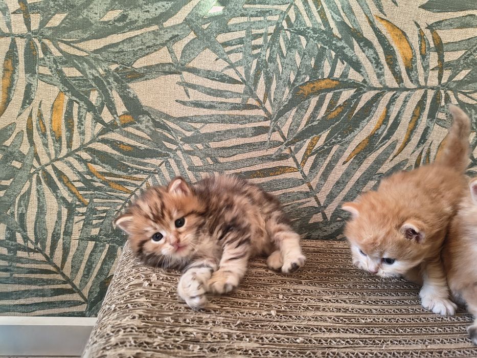 Kot syberyjski kotki międzynarodowy rodowód FPL