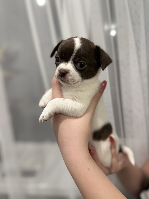 В продажі малюк чихуахуа