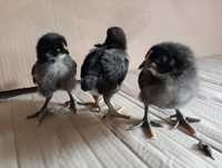 Australorp czarny kurczaki