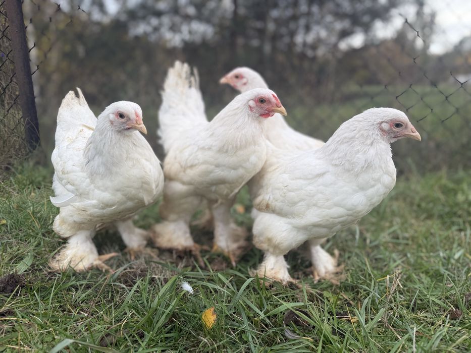 Brahma miniaturowa splash