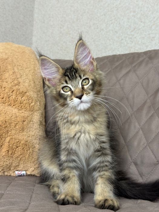 Sienna-Kotka Maine Coon