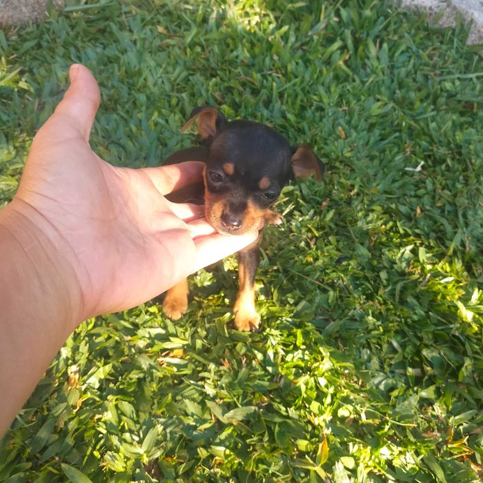 Pisncher miniatura fêmea